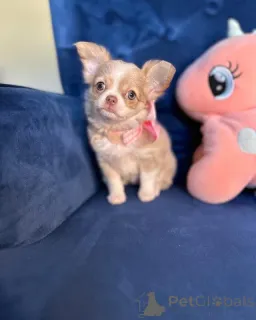 Фото №1. чихуахуа - купить в Fieberbrunn за договорная. Объявление №165328