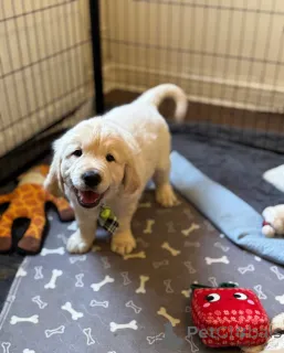 Фото №1.  - купить в Stepantsminda за 31454₽. Объявление №161336