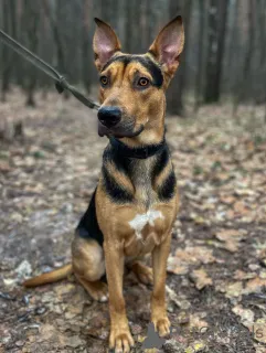 Фото №3. Умный, контактный, игривый Рокки ищет дом!.  Россия