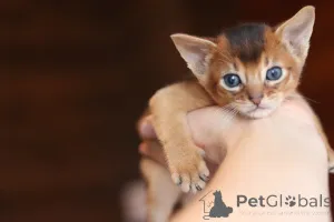 Дополнительные фото: Абиссинские котята, разного окраса