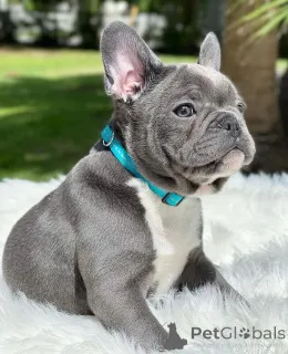 Фото №1. французский бульдог - купить в Берлине за договорная. Объявление №154944