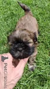 Дополнительные фото: Чистокровные щенки Ши-Тцу