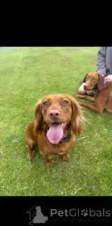 Дополнительные фото: Щенки рабочего кокер-спаниеля осталось 4 щенка