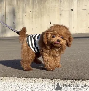 Фото №4. Продажа пуделя (той) в Берлине заводчик - цена договорная