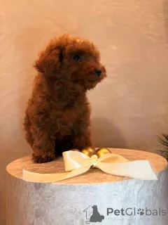 Дополнительные фото: Щенок той-пуделя, сука