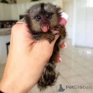 Фото №2 к объявлению №161697 о продаже  - купить в Украине 