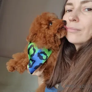 Фото №3. Той-пудель на усыновление.  Германия