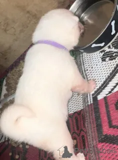 Фото №3. Зарегистрированные KC щенки японской акиты.  Германия