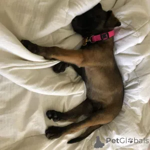 Фото №2 к объявлению №165303 о продаже бельгийскую овчарку - купить в Франции заводчик