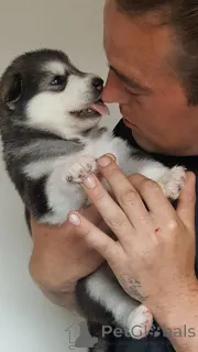 Дополнительные фото: Щенки аляскинского маламута