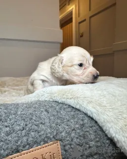 Дополнительные фото: Прозрачные кремовые миниатюрные таксы