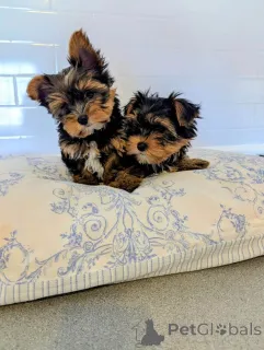 Фото №1. йоркширский терьер - купить в Анджелес за договорная. Объявление №167330