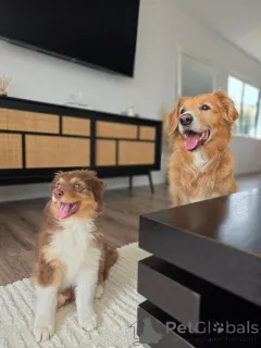 Фото №4. Продажа австралийскую овчарку в Гронинген заводчик - цена договорная