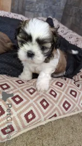 Дополнительные фото: Чистокровные щенки Ши-Тцу