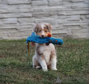 Фото №2 к объявлению №165327 о продаже австралийскую овчарку - купить в Австрии заводчик