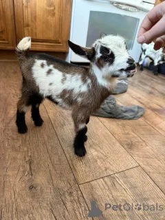 Фото №1.  - купить в Августа за договорная. Объявление №161734