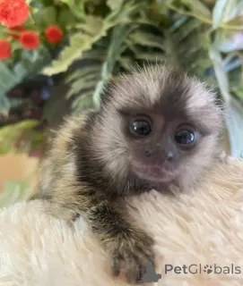 Фото №3. Галактика ищет прекрасный дом. Отправьте сообщение, если хотите, чтобы он стал.  Великобритания