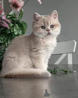 Фото №2 к объявлению №159474 о продаже шиншилла кошка - купить в Германии заводчик