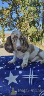 Дополнительные фото: Длинношерстная такса