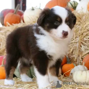 Фото №2 к объявлению №137171 о продаже миниатюрная американская овчарка - купить в Германии частное объявление, заводчик