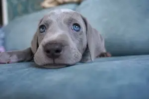 Фото №3. Щенки Веймаранера.  Беларусь