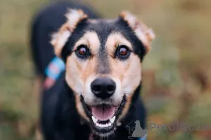 Фото №2 к объявлению №165003 о продаже беспородную - купить в России частное объявление