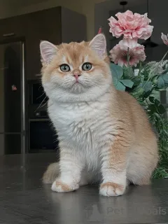 Фото №1. шиншилла кошка - купить в Гамбург за договорная. Объявление №159473