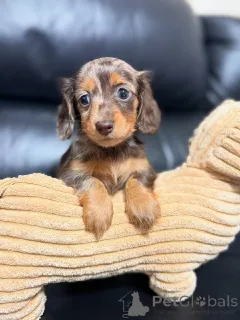 Фото №1. такса - купить в Заксен-Ансбах за 46384₽. Объявление №139194