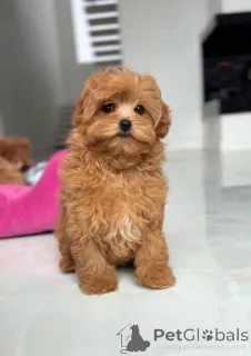 Фото №3. Женский мальтийский.  Украина