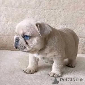 Фото №2 к объявлению №165311 о продаже французского бульдога - купить в Франции заводчик