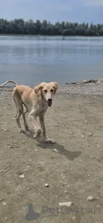 Дополнительные фото: Щенки персидской борзой (Салюки)