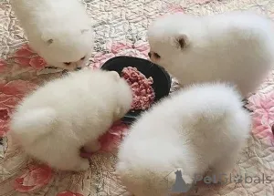 Фото №1. померанский шпиц - купить в Антверпен за Бесплатно. Объявление №157114