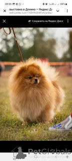 Фото №3. Чемпион для вязки. Малый немецкий шпиц. в  России. Объявление №147056