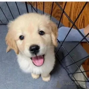 Фото №2 к объявлению №167329 о продаже аргентинского дога - купить в Филиппинах частное объявление