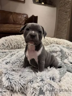 Фото №2 к объявлению №153305 о продаже стаффордширского бультерьера - купить в Германии заводчик