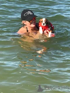 Фото №1. Продаются щенки кавалер-кинг-чарльз-спаниеля в Алтуна. Цена 40441₽. Объявление №164769