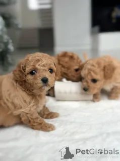 Фото №1. мальтийская болонка - купить в Амстердам за договорная. Объявление №164614