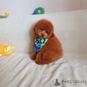 Фото №2 к объявлению №160692 о продаже пуделя (той) - купить в Германии из приюта, заводчик