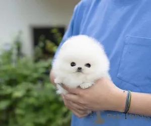 Фото №1.  - купить в Алис Спрингс за Бесплатно. Объявление №161684