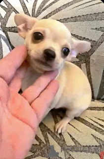 Фото №4. Продажа чихуахуа в Зренджанин заводчик - цена договорная