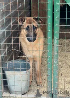 Фото №2 к объявлению №164580 о продаже беспородную - купить в России частное объявление