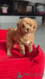 Фото №1. пудель (той) - купить в Вена за договорная. Объявление №166817