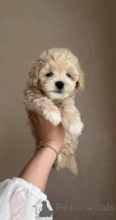 Фото №1. мальтипу - купить в Берлине за договорная. Объявление №154941