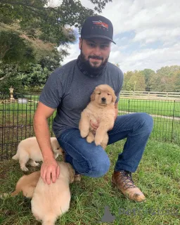 Фото №1. золотистый ретривер - купить в Малулос за договорная. Объявление №167334