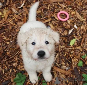 Фото №2 к объявлению №165313 о продаже немецкую овчарку - купить в Франции заводчик