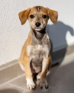 Дополнительные фото: Пять маленьких сердец ищут дом.