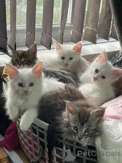 Фото №1. мейн-кун - купить в Берне за 27830₽. Объявление №160246