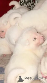 Фото №2 к объявлению №161339 о продаже японского шпица - купить в Германии 