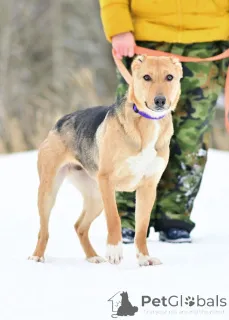 Фото №1. беспородная - купить в Москве реке за Бесплатно. Объявление №164558