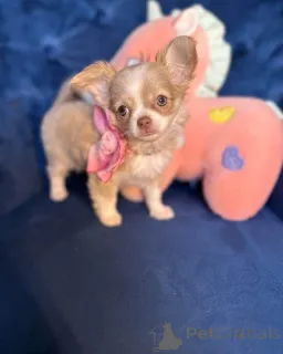 Фото №3. Wunderschöne Chihuahua-Welpen suchen einliebevolles Zuhause.  Австрия